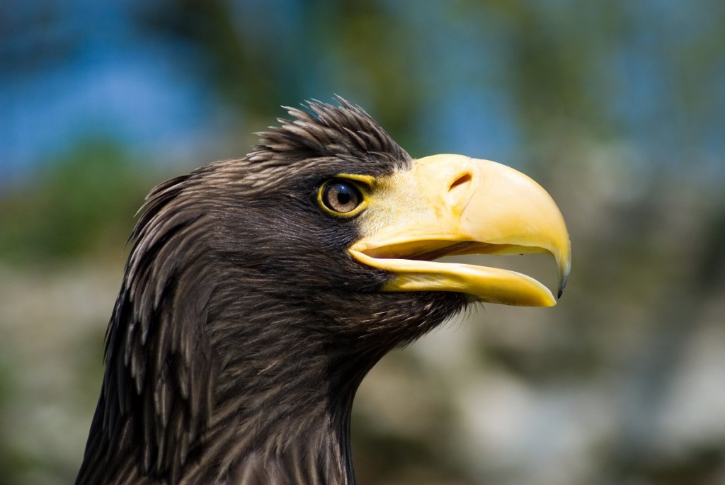 Eagle's head - Profile - Right side